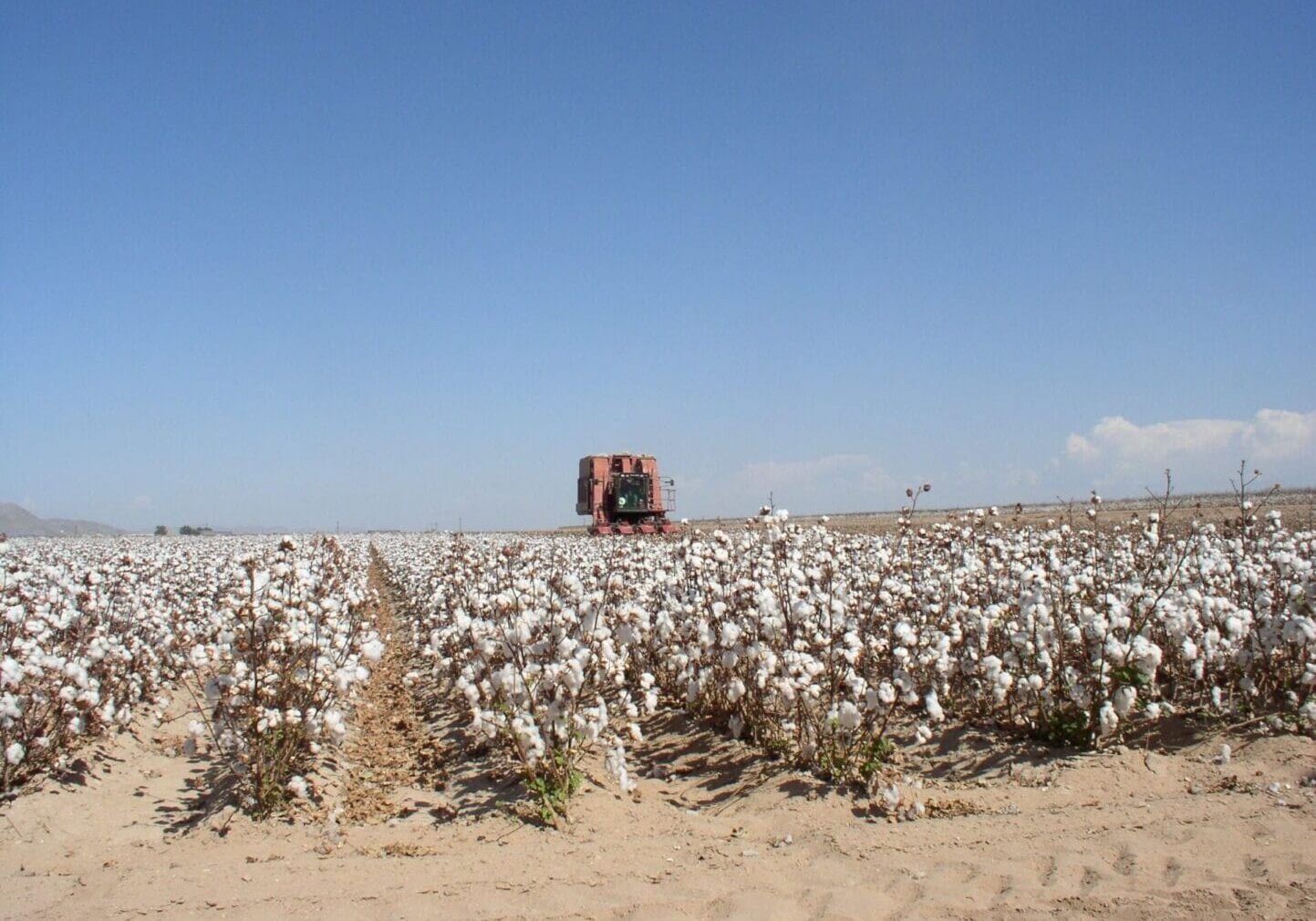 Eloy 4_cotton Eloy 4_cotton
