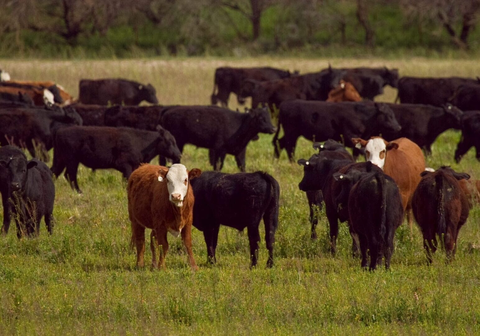 Redington COWS PC: Redington NRCD