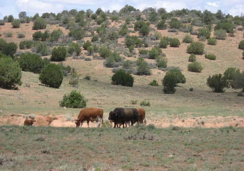 verde cattle PC: Verde NRCD