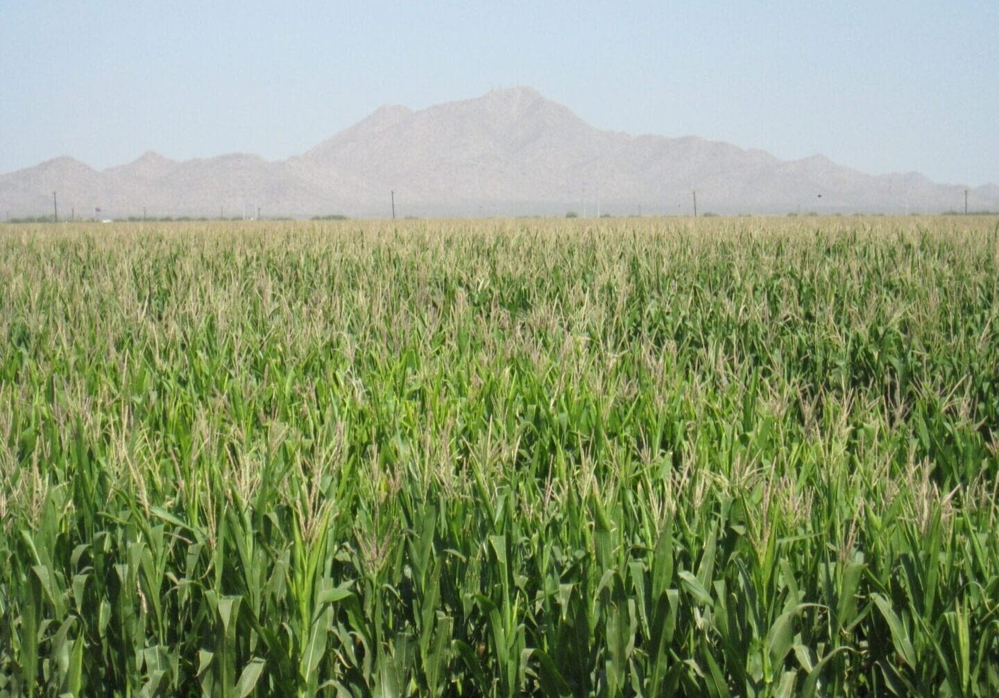 eloy corn Courtesy of Eloy NRCD