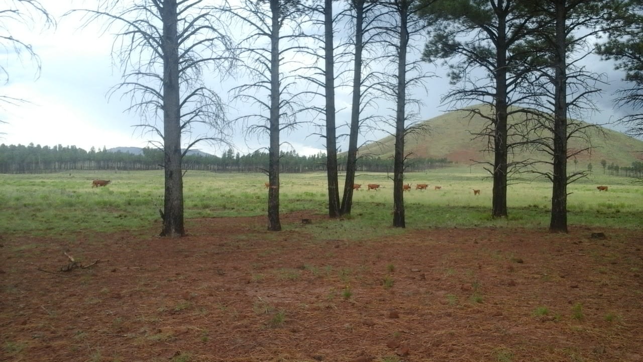 Coconino 2 Coconino 2