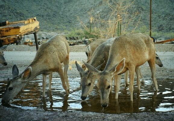 Gila Bend Pierpoint Farms PC: Pierpoint Farms