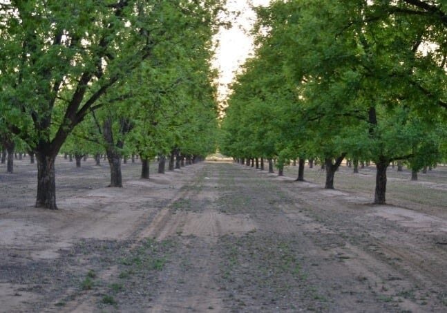 Eloy 2_Orchard Eloy 2_Orchard